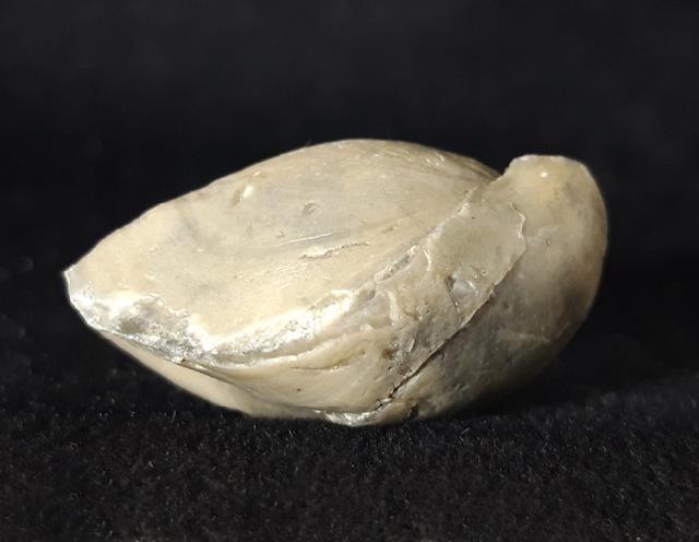 Sellithyris subsella LEYMERIE 1846 - Bild © FossNet FossilienStore